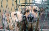 "PSISKO" po raz drugi organizuje zbiórkę dla bezdomnych zwierząt 