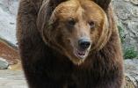 Niedźwiedź brunatny osiedla się w Beskidzie Śląskim 