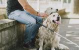 Niepełnosprawność na co dzień: Pies przyjaciel strażnik i terapeuta 