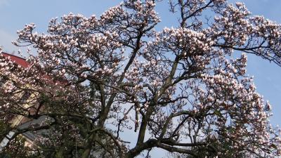 Na szlaku cieszyńskiej magnolii - 1