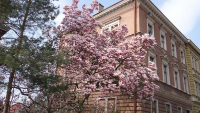 Na szlaku cieszyńskiej magnolii - 4