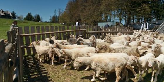 Kultura na weekend: Miyszani Owiec na Stecówce