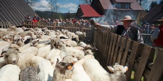 Czas na tradycyjne mieszani owiec 
