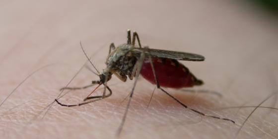 Zmasowany atak komarów. Firma Klimsza radzi jak się przed nimi chronić 