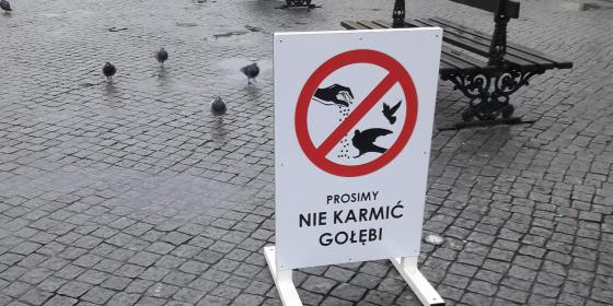Miasto chce ograniczyć populację gołębia 