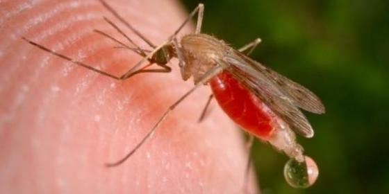 Skoczów: Będą walczyć z komarami