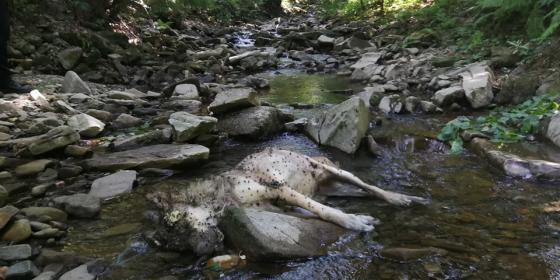 Brenna: Znaleziono martwego wilka