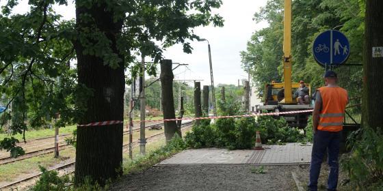 Koniec z wycinkami - drzewa przy liniach kolejowych zostaną uratowane