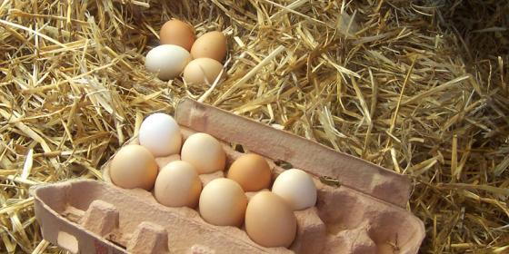 Ceny jajek idą w górę. Czesi na zakupy wybierają się do Polski