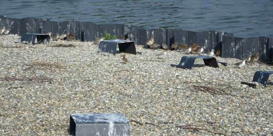 Ptasi rondel - nowa plaża dla rybitwy rzecznej w Ochabach Wielkich
