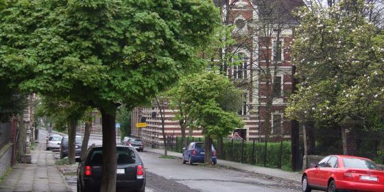 Cieszyn: Powraca sprawa drzew z ulicy Sienkiewicza