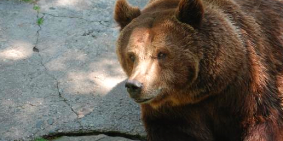 Mamy dowody, że niedźwiedzie polubiły Beskidy