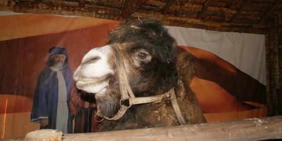 Żywa szopka w Strumieńskim Betlejem: Przyjechał wielbłąd Czesio 