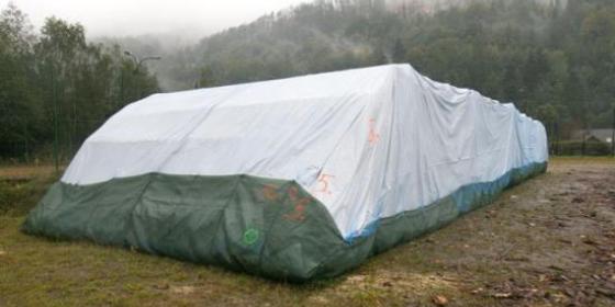 Tępią korniki w namiotach