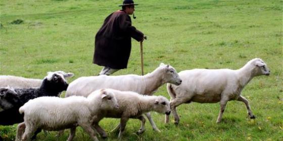 Owce skuteczniejsze niż kosiarki