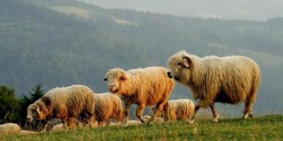 Beskidy: 400 tys. złotych na owce