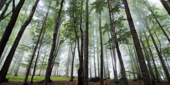Beskidy: Polacy i Słowacy wspólnie zasadzili ponad 15 milionów sadzonek