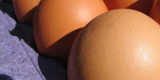 Czesi nie chcą jajek z ciasnych klatek