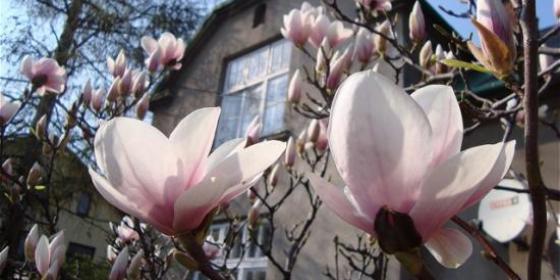 Kultura na weekend: Cieszyńskie magnolie