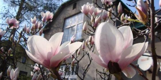 Kultura na weekend: Szlakiem kwitnącej magnolii
