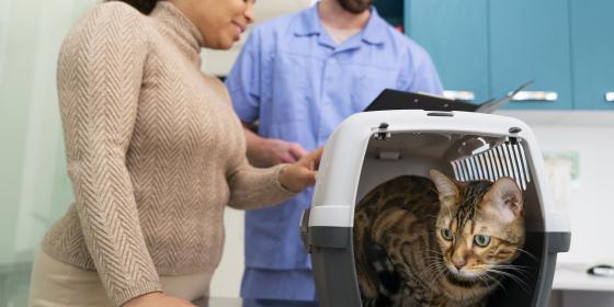 CT weterynaryjne, czyli o zaletach oraz przeciwwskazaniach do tomografii komputerowej u zwierząt?