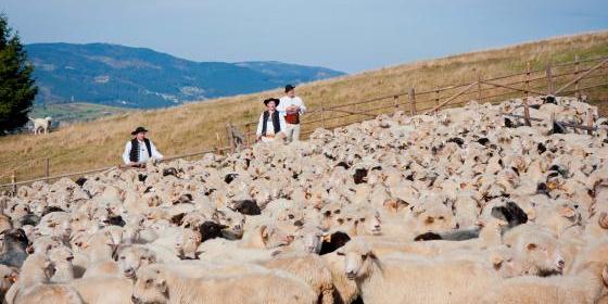 Owca plus - w kultywowaniu tradycji owczarskich