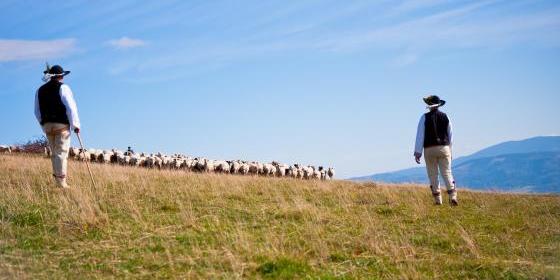 Redyk Karpacki Transhumace 2013: Niezapominajmy o wędrówkach pasterzy wołoskich