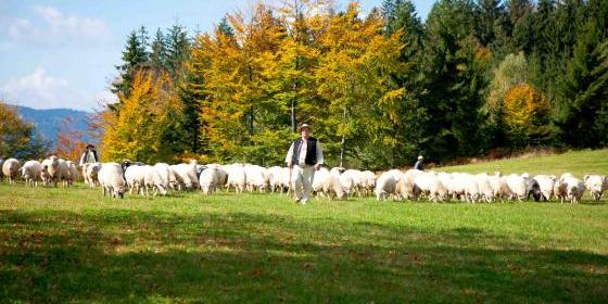 Redyk Karpacki Transhumance 2013: Zaadoptuj owcę i przekaż ją góralom 