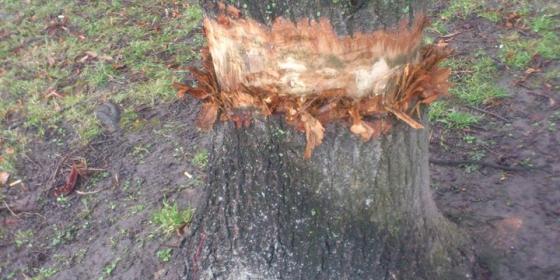 Wandale niszczą drzewa wzdłuż Olzy